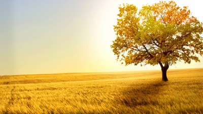 درخت-زرد-مزرعه-طبیعت